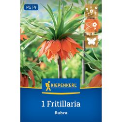 Kiepenkerl Fritillaria Rubra császárkorona virághagyma 1 db
