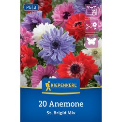 Kiepenkerl Anemone St. Brigid szellőrózsa virághagyma 20 db
