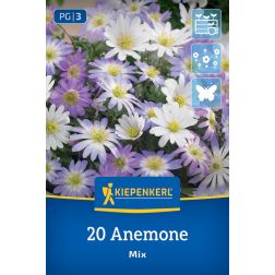 Kiepenkerl Anemone Mix szellőrózsa virághagyma összeállítás 20 db