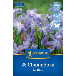 Kiepenkerl Chionodoxa luciliae hófény virághagyma 25 db