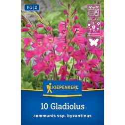 Kiepenkerl Gladiolus communis var. byzantinus kardvirág virághagyma 10 db