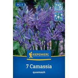 Kiepenkerl Camassia quamash prérigyertya virághagyma 7 db
