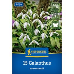 Kiepenkerl Galanthus woronowii hóvirág virághagyma 15 db