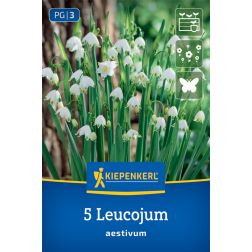 Kiepenkerl Leucojum aestivum nyári tőzike virághagyma 5 db