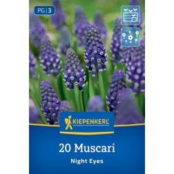 Kiepenkerl Muscari Night Eyes gyöngyike virághagyma 20 db