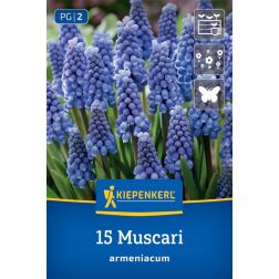 Kiepenkerl Muscari armeniacum gyöngyike virághagyma 15 db