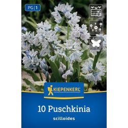 Kiepenkerl Puschkinia scilloides puskinvirág virághagyma 10 db