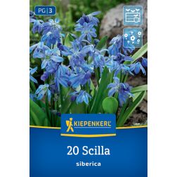 Kiepenkerl Scilla siberica csillagvirág virághagyma 20 db