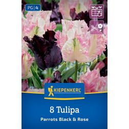 Kiepenkerl Tulipa Parrots Black and Rose tulipán virághagyma 8 db
