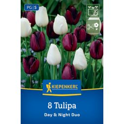 Kiepenkerl Tulipa Day & Night Duo tulipán virághagyma 8 db