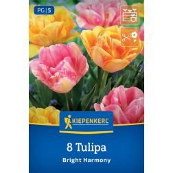 Kiepenkerl Tulipa Bright Harmony tulipán virághagyma 8 db