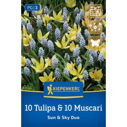 Kiepenkerl Sun and Sky Duo vir&aacute;ghagyma &ouml;ssze&aacute;ll&iacute;t&aacute;s 20 db
