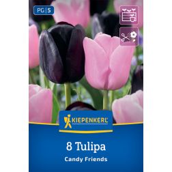 Kiepenkerl Tulipa Candy Friends tulipán virághagyma 8 db