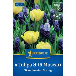 Kiepenkerl Skandinavian Spring vir&aacute;ghagyma &ouml;ssze&aacute;ll&iacute;t&aacute;s 20 db