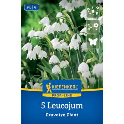 Kiepenkerl Leucojum Gravetye Giant nyári tőzike virághagyma 5 db
