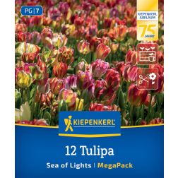 Kiepenkerl Tulipa Sea of Lights tulipán virághagyma 12 db
