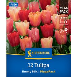 Kiepenkerl Tulipa Jimmy Mix tulipán virághagyma összeállítás 12 db