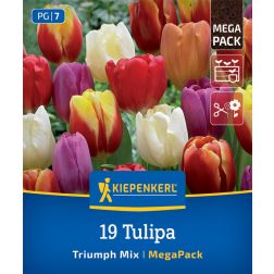 Kiepenkerl Tulipa Triumph-Tulip Mix tulipán virághagyma összeállítás 19 db