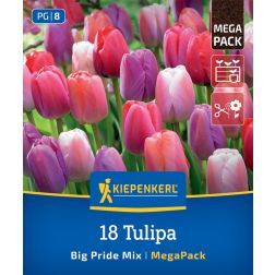 Kiepenkerl Tulipa Big Pride Mix tulipán virághagyma összeállítás 18 db