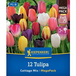 Kiepenkerl Tulipa Cottage Mix tulipán virághagyma összeállítás 12 db
