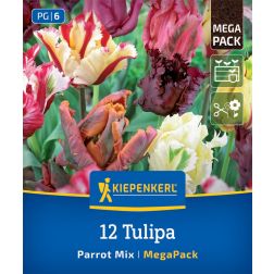 Kiepenkerl Tulipa Parrot Mix tulipán virághagyma összeállítás 12 db