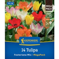 Kiepenkerl Tulipa Fosteriana Mix tulipán virághagyma összeállítás 14 db