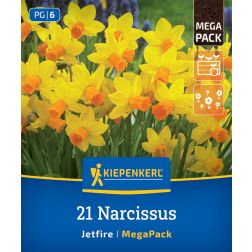 Kiepenkerl Narcissus Jetfire n&aacute;rcisz vir&aacute;ghagyma 21 db