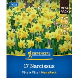 Kiepenkerl Narcissus Tête à Tête nárcisz virághagyma 17 db