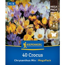 Kiepenkerl Crocus Botanical Mix kr&oacute;kusz vir&aacute;ghagyma &ouml;ssze&aacute;ll&iacute;t&aacute;s 40 db