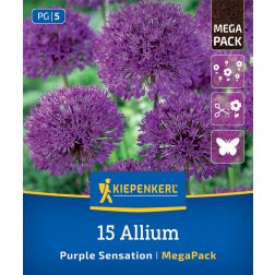 Kiepenkerl Allium Purple Sensation d&iacute;szhagyma vir&aacute;ghagyma 15 db