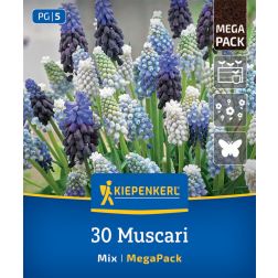 Kiepenkerl Muscari Mix gyöngyike virághagyma összeállítás 30 db