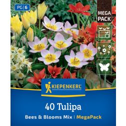 Kiepenkerl Botanical Tulipa Bees & Blooms Mix tulipán virághagyma összeállítás 40 db