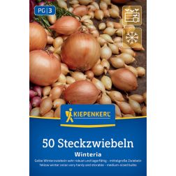 Kiepenkerl Winteria mogyoróhagyma (salotta) sárga 50 db