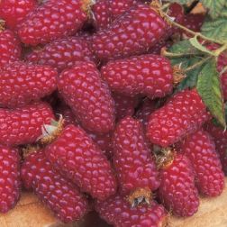 Tayberry
