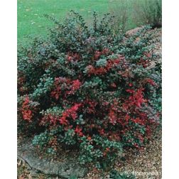 Berberis