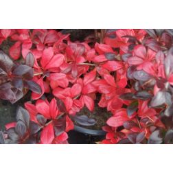 Berberis