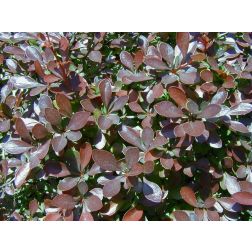 Berberis