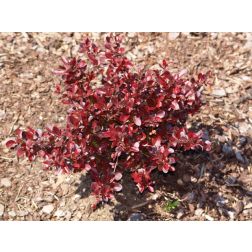 Berberis