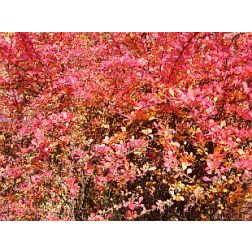 Berberis