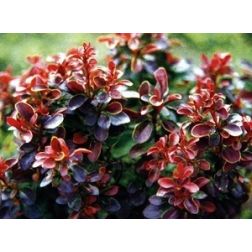 Berberis
