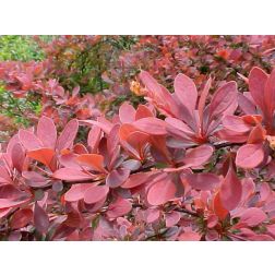 Berberis