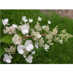 Hortenzia