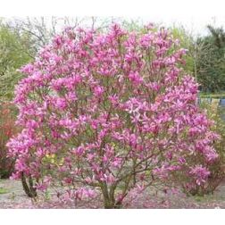 Liliomfa