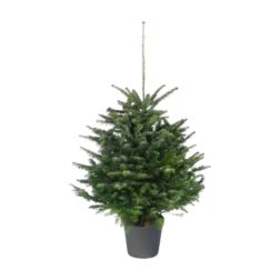 Konténeres nordmann 125/150 cm (-50%-a levásárolható)