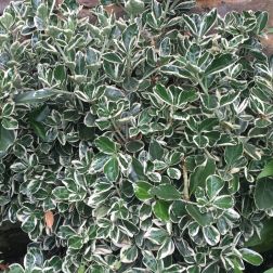 EUONYMUS JAPONICUS KATHY CLT. 3 Tarkalevelű japán kecskerágó