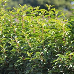 PRUNUS LUSITANICA ANGUSTIFOLIA CLT. 18 HALF STANDARD Portugál babérmeggy