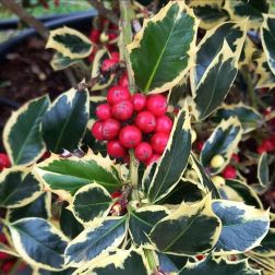 ILEX AQUIF. VARIEGATUM (ARG.MARGINATA) CLT. 30 BALL Tarkalevelű közönséges magyal