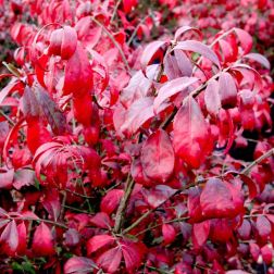 EUONYMUS ALATUS CLT. 10 Szárnyas kecskerágó