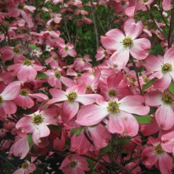 CORNUS FLORIDA CHEROKEE CHIEF CLT. 10 Virágos som