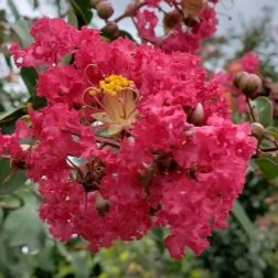 LAGERSTROEMIA INDICA BURGUNDY COTTON (R) CLT. 10 Selyemmirtusz
